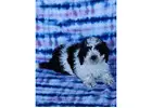 Beautiful toy poodle puppy