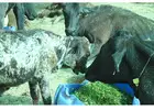 Support Cow Welfare – Make a Gaushala Donation Online Today