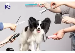 Best Service For Dog Grooming in Holland Village