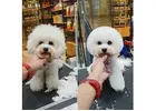 Best Service For Dog Grooming in Alexandra