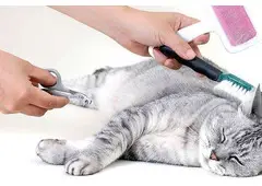 Best Service For Cat Grooming in Hougang