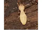 Termite Control