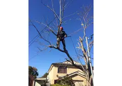 Tree Removal Cutting Sydney