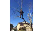 Tree Removal Cutting Sydney