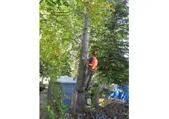 Emergency Tree Services Rouse Hill