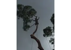 Tree Pruning North Shore