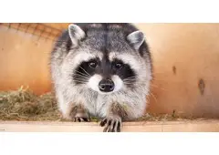 Raccoon Removal Cost