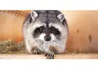 Raccoon Removal Cost